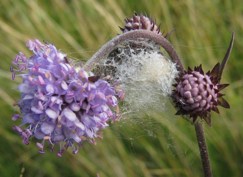 su un fiore il rifugio di Araneus quadratus